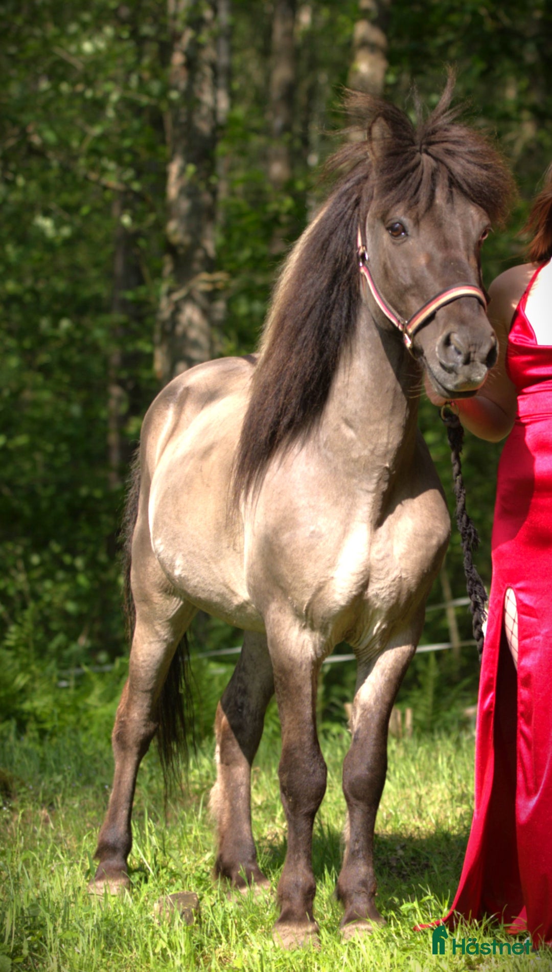 Island hästar till salu: Vackra Valacken Nimbus i Hörby - Annons 1