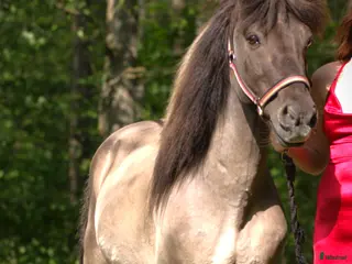 hästar Vackra Valacken Nimbus i Hörby - Annons 10