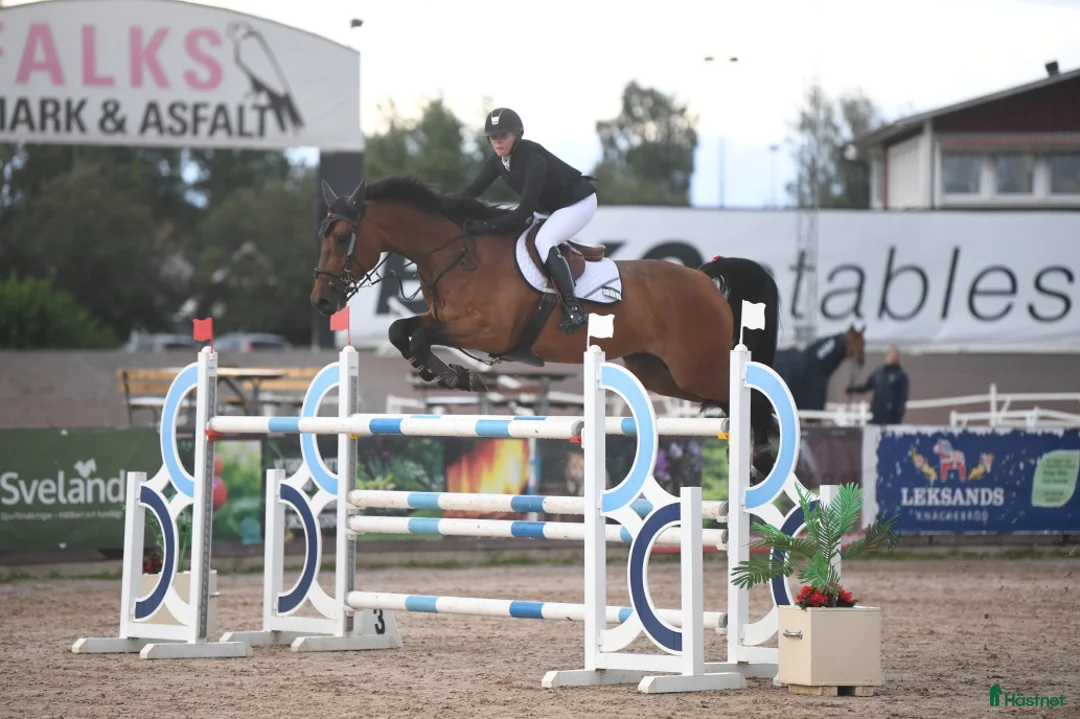 Hoppning hästar till salu: Topphäst Children/Junior  - Annons 13