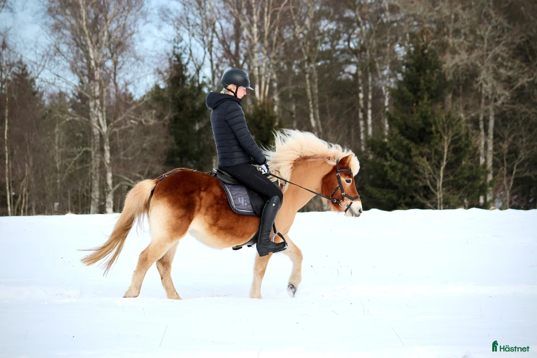 Allround hästar till salu: Allgunnens Grace i Markaryd - Annons 2