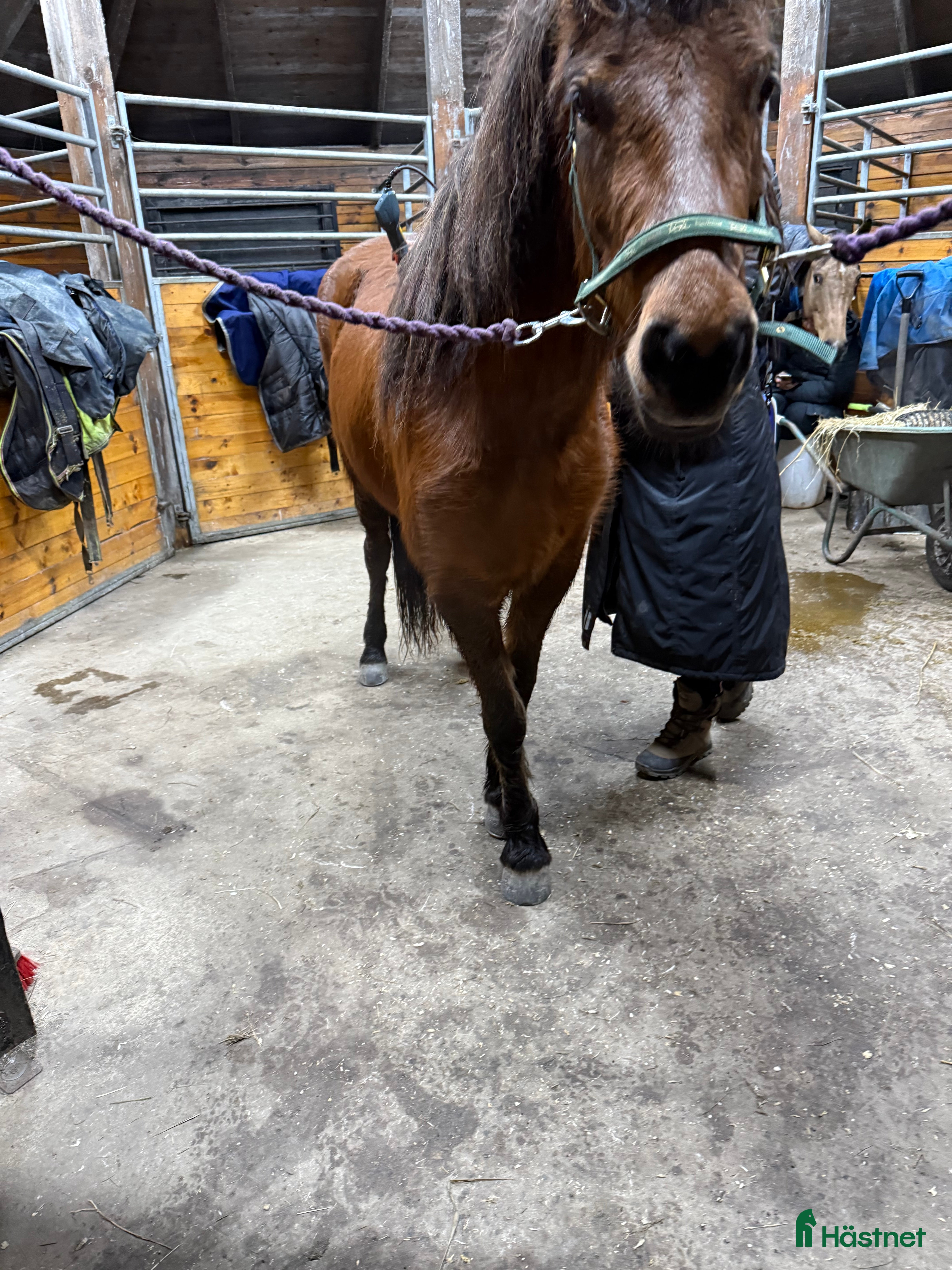  hästar Fint sto -21 5 bra gångarter ev byte  - Annons 3