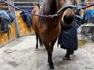 hästar Fint sto -21 5 bra gångarter ev byte - Annons 3