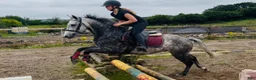 Hoppning hästar till salu: Pumpkin Jack 140cm gelding  - Annons 3