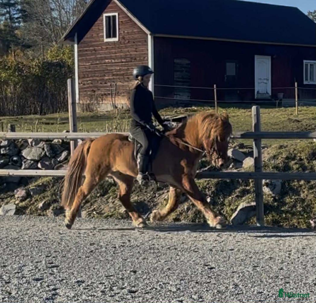 Island hästar till salu: Flott och femgångs valack, kurser/tävling/ridhäst i Gimo - Annons 3