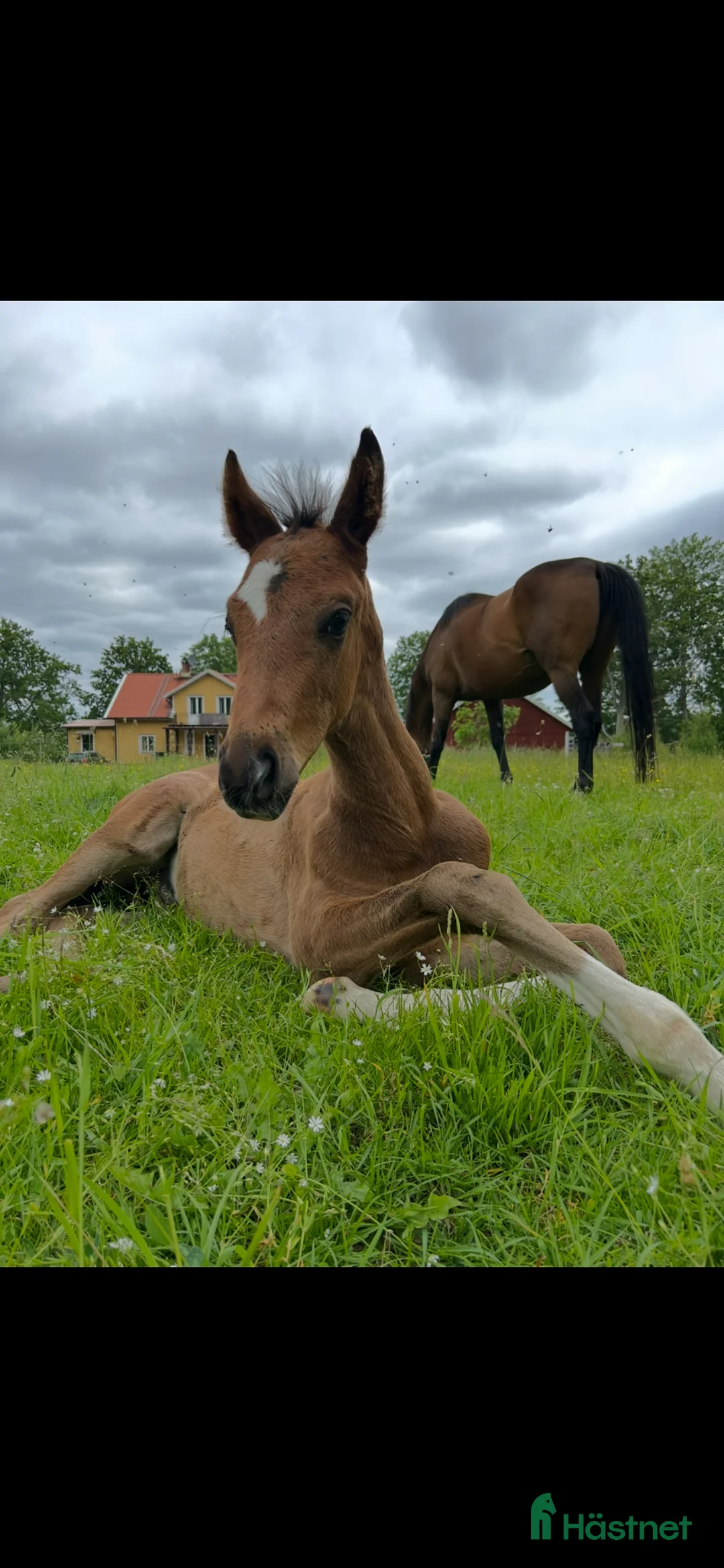 Allround hästar till salu: Trevlig åring - Annons 5