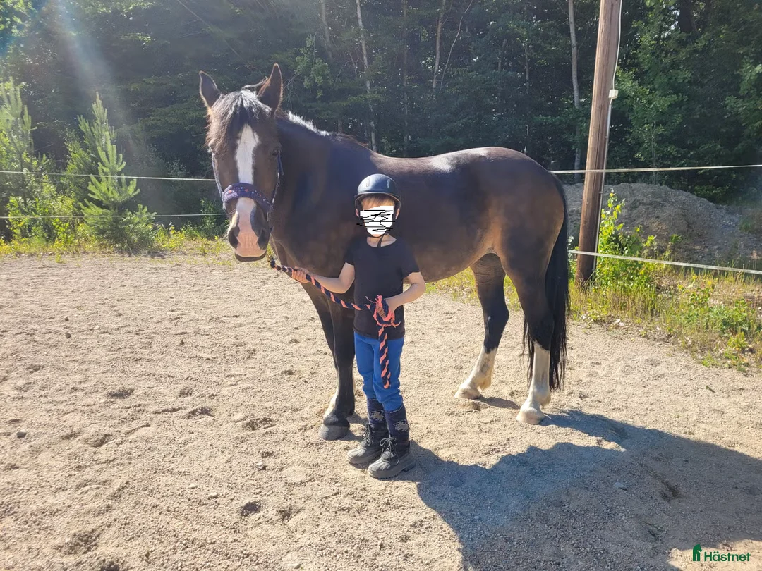  medryttarhäst finnes: Medryttare sökes ! till barnPonny  i Blekinge i Karlshamn - Annons 3