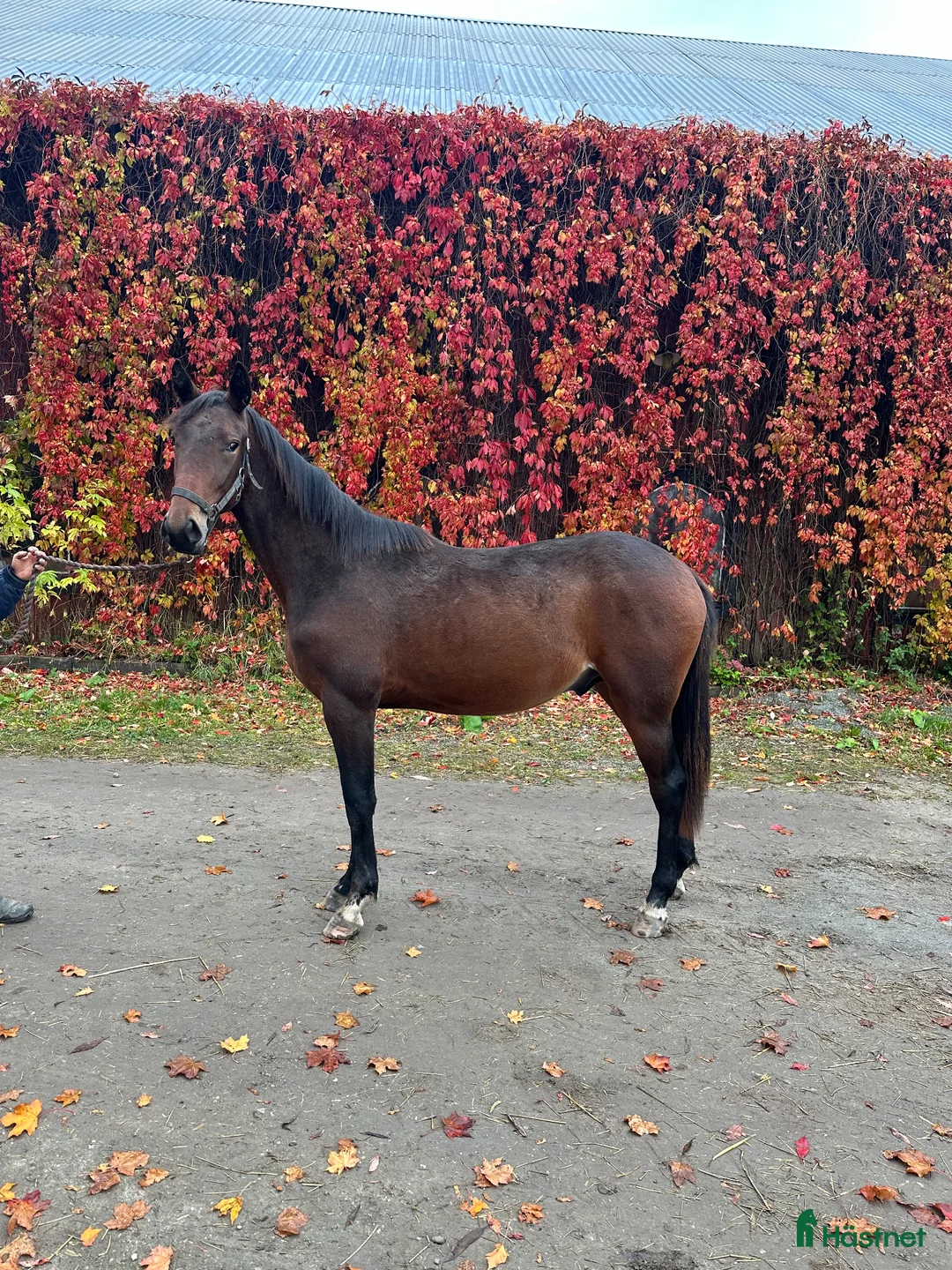 Trav hästar till salu: Fin ej igångsatt tvååring säljes - Annons 2