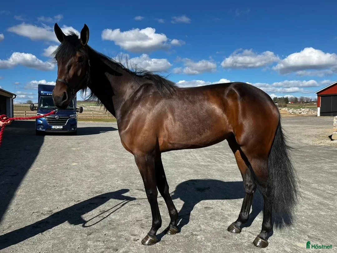 Allround hästar till salu: Trevlig varmblodig travare  i Köping - Annons 2