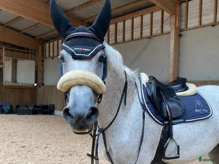 hästar Fantastisk tävlingshäst med mycket kvar att ge - Annons 2