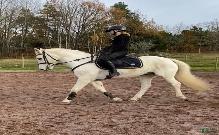  hästar Dressyrponny i Malmbäck - Annons 6