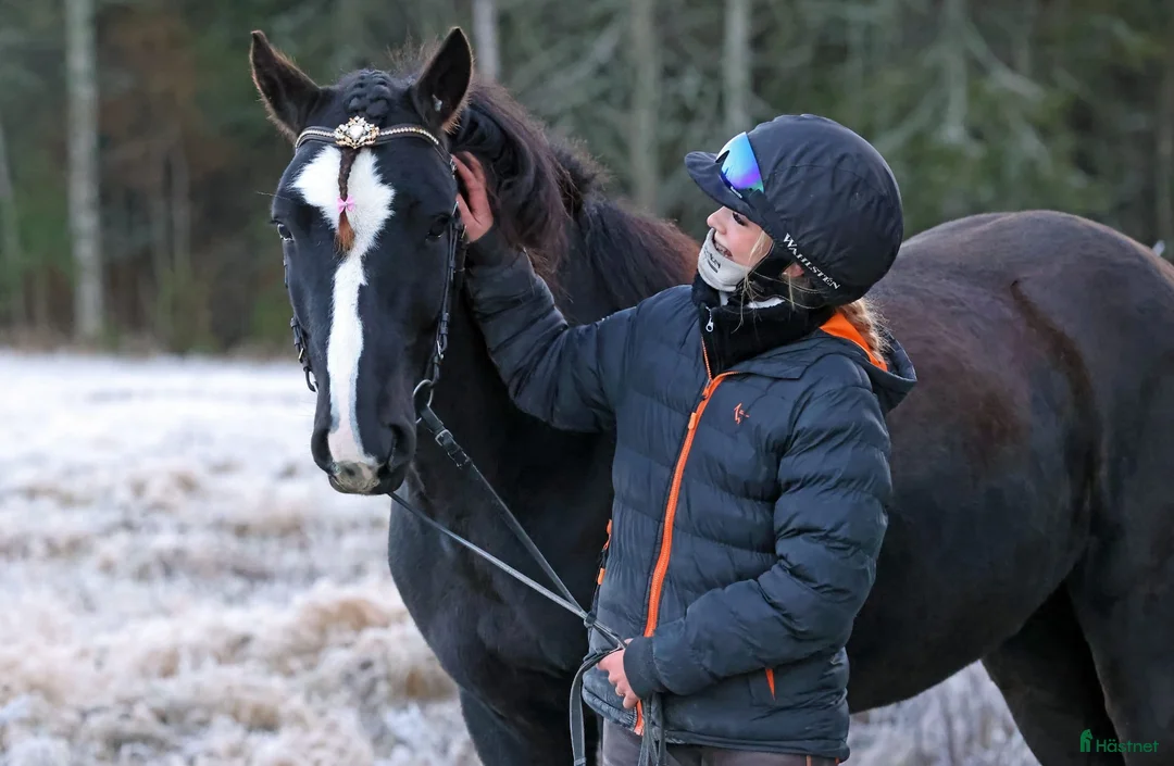 Allround hästar till salu: Fin kallblodstravare söker nytt hem🌟 i Boden - Annons 1