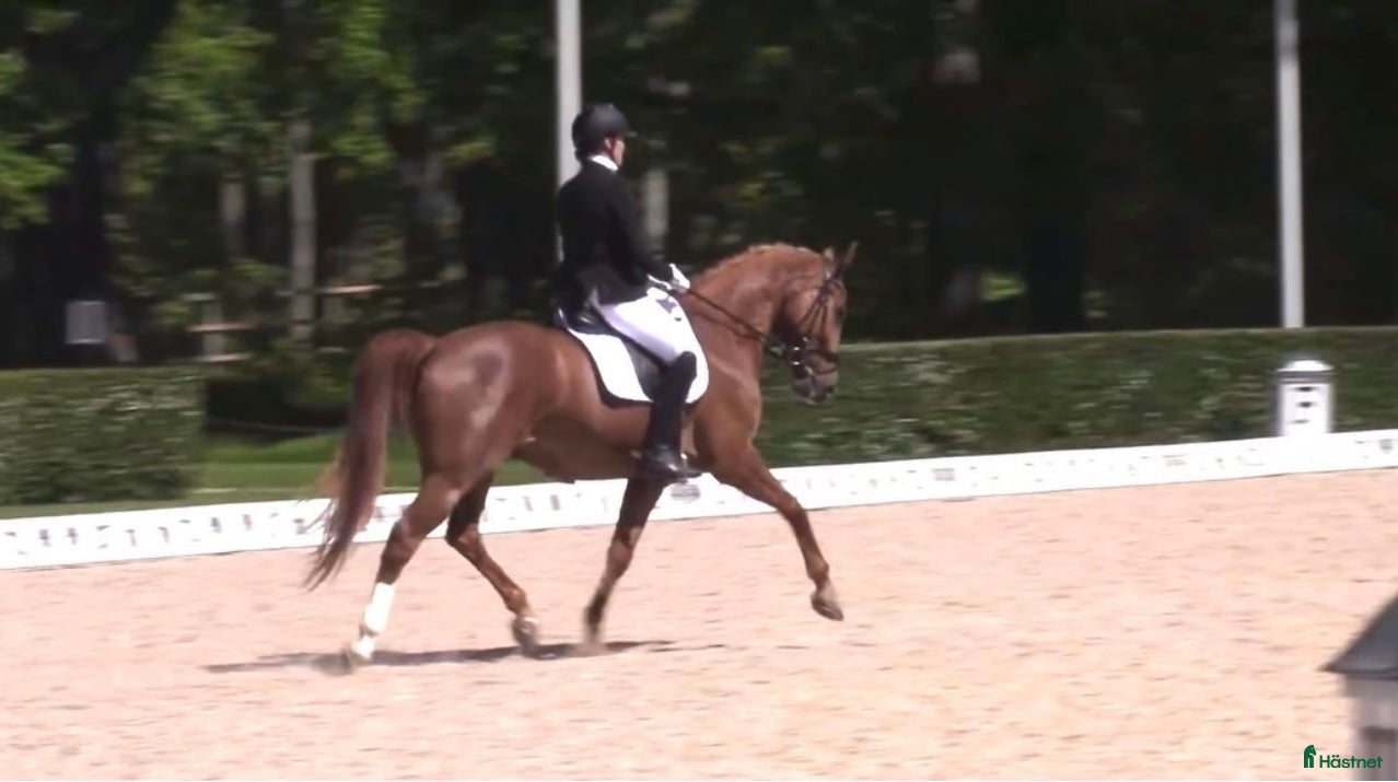  hästar Lyxig hobbyhäst eller tävlingskompis i Surahammar - Annons 2