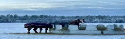  stallplats finnes: Lösdriftsplats i Innertavle/Umeå - Annons 2