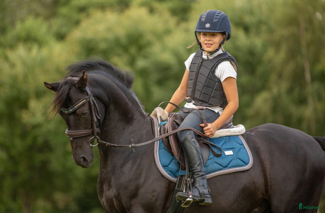 Allround hästar till salu: Supersnäll och vacker maxad b-ponny i Mölndal - Annons 2
