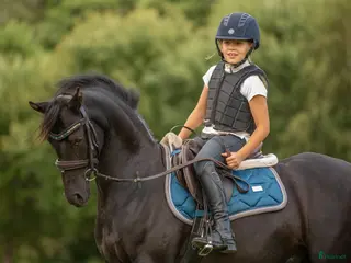 Allround hästar till salu: Supersnäll och vacker maxad b-ponny - Annons 1
