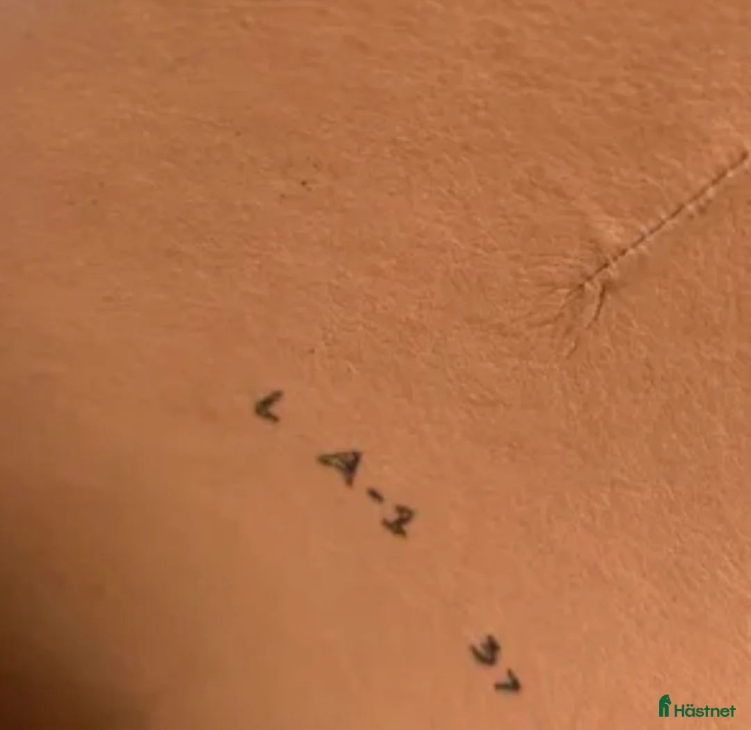 Ridstövlar ryttarutrustning till salu: Dressyrstövlar, 37, mörkbruna.  i Skivarp - Annons 4