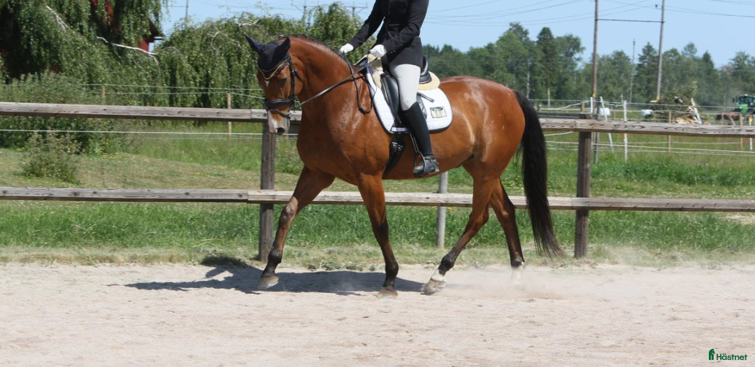 Dressyr hästar till salu: Välutbildad valack  i Varnhem - Annons 2