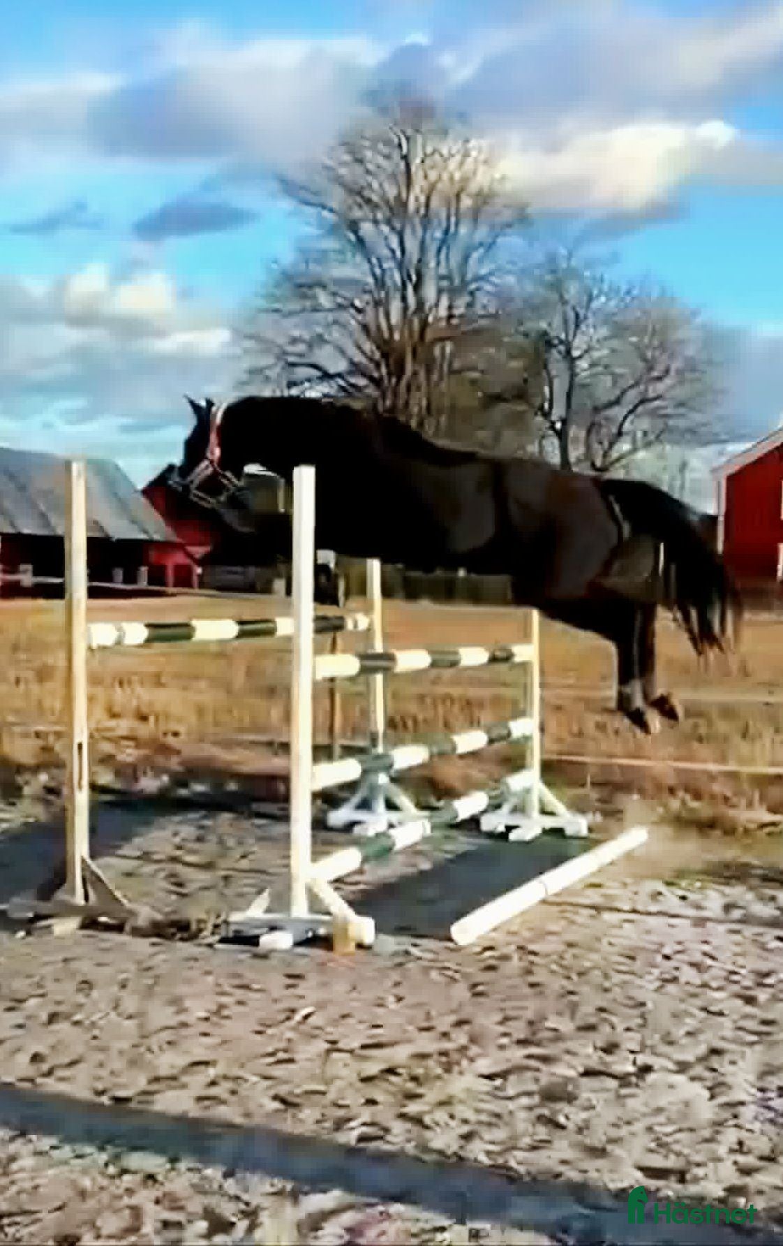  hästar Flott sto med toppstam! - Annons 2