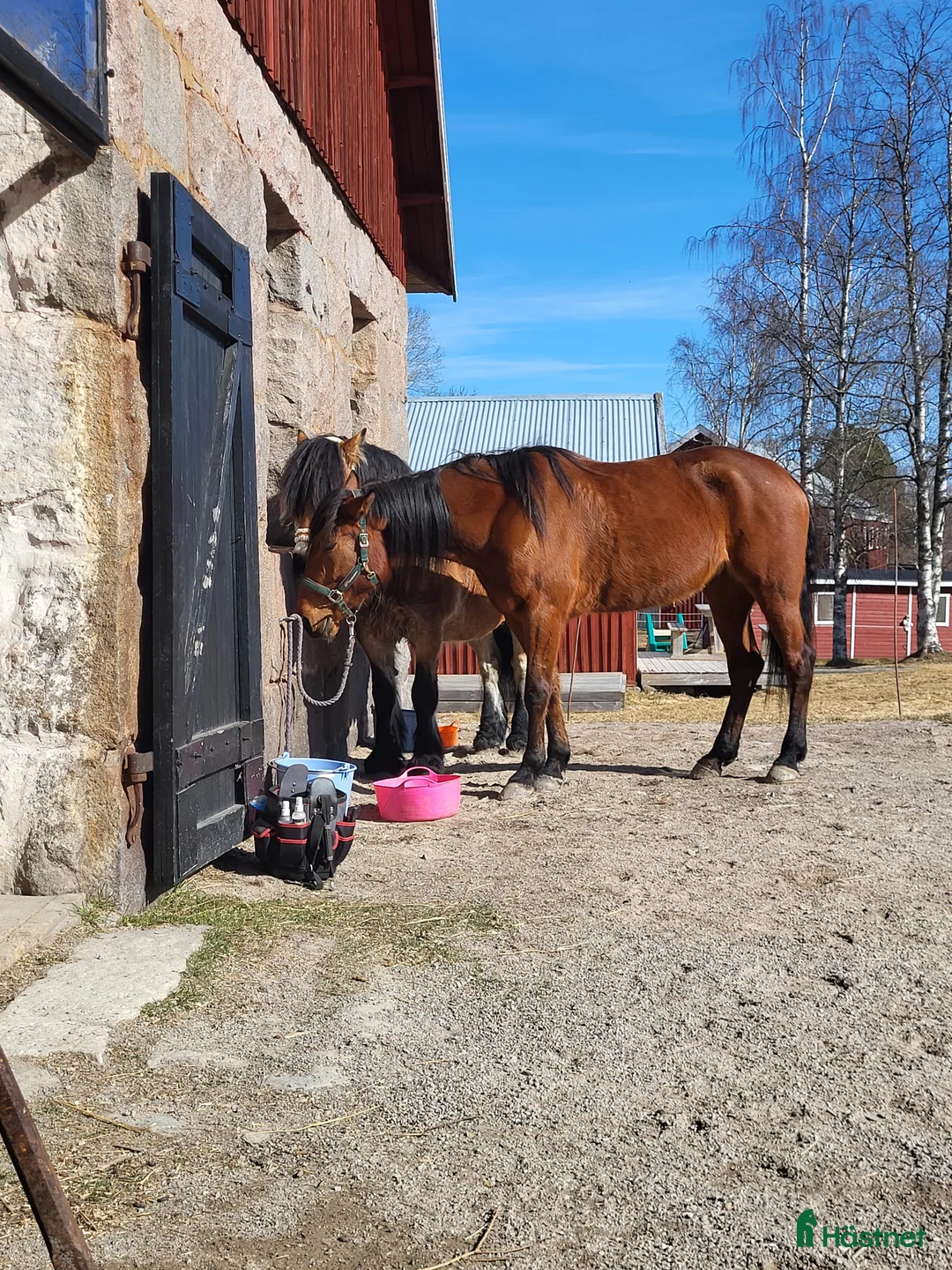 Allround hästar till salu: Sto, varmblodstravare i Bjästa - Annons 4