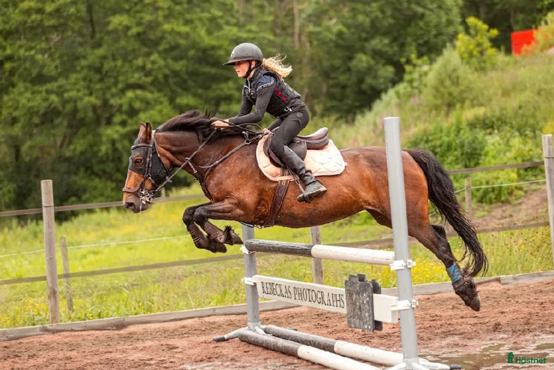 Hoppning hästar till salu: Super ponny - Annons 1