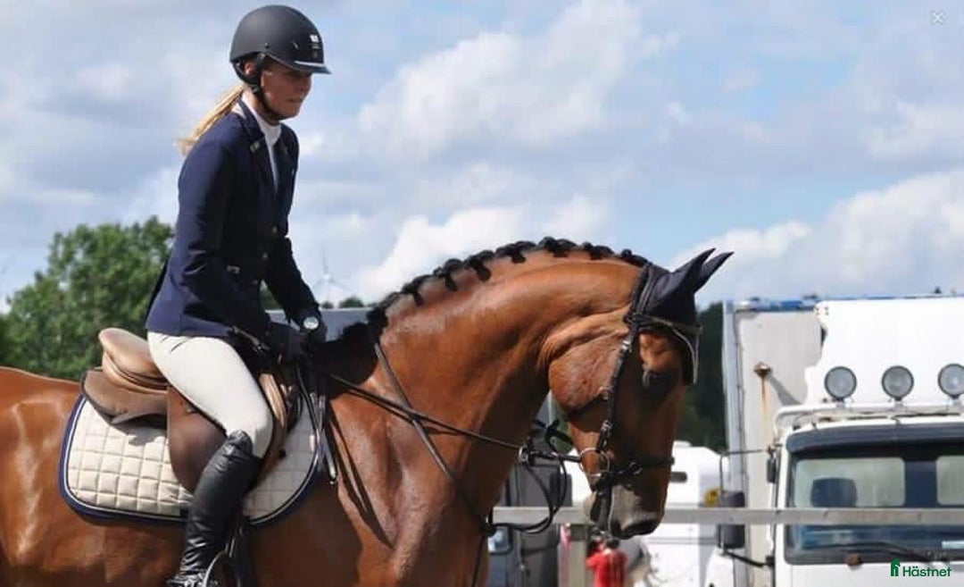 Allround hästar till salu: Välutbildad häst, besiktad UA i Vrigstad - Annons 2