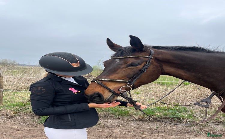  hästar i Vårgårda - Annons 6