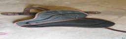Sadlar hästutrustning till salu: ThinLine® Ridpad / barbackasadel SuperCloseContact - Annons 3