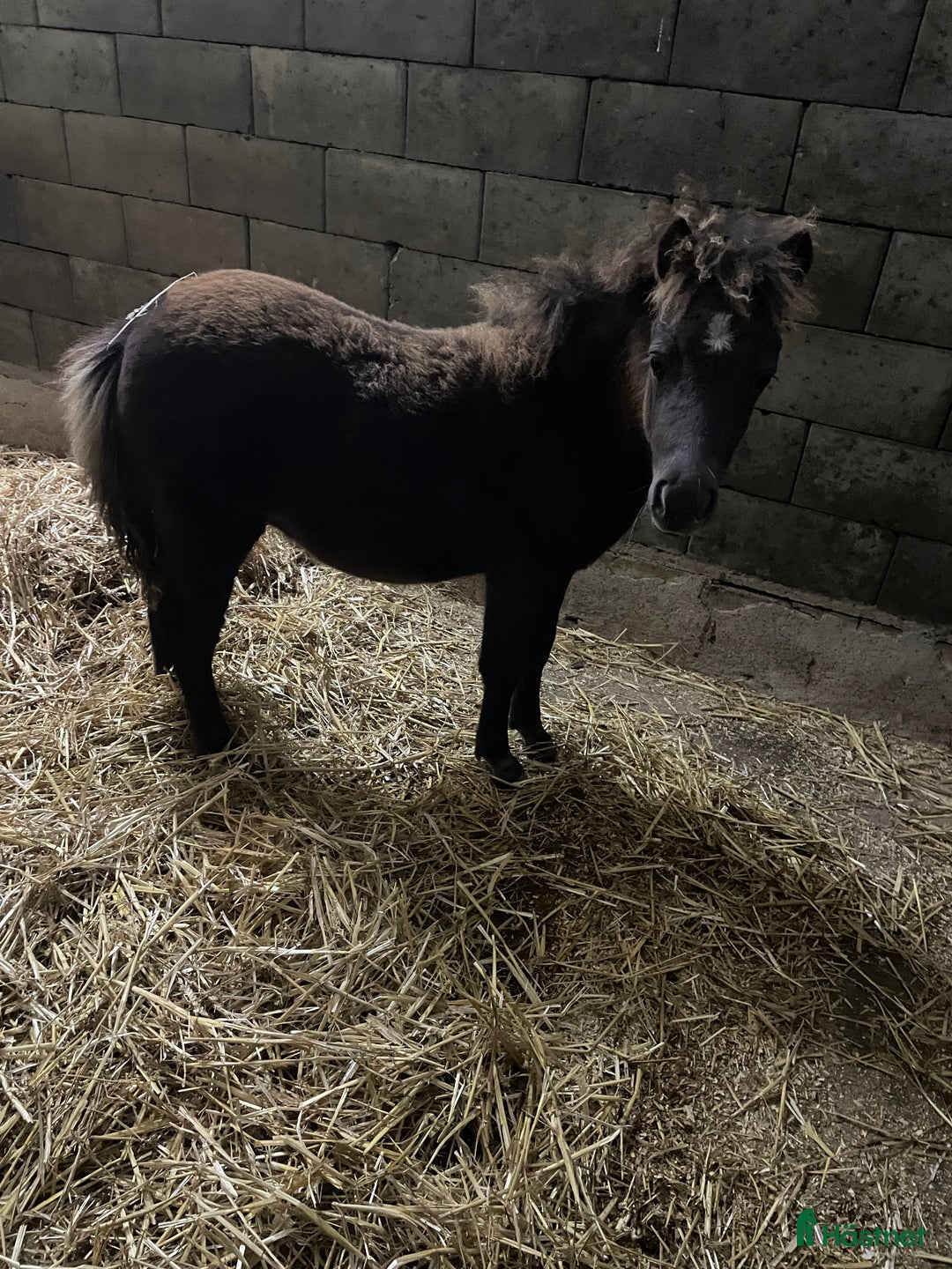 Trav hästar till salu: Trav ponny i Lövestad - Annons 2