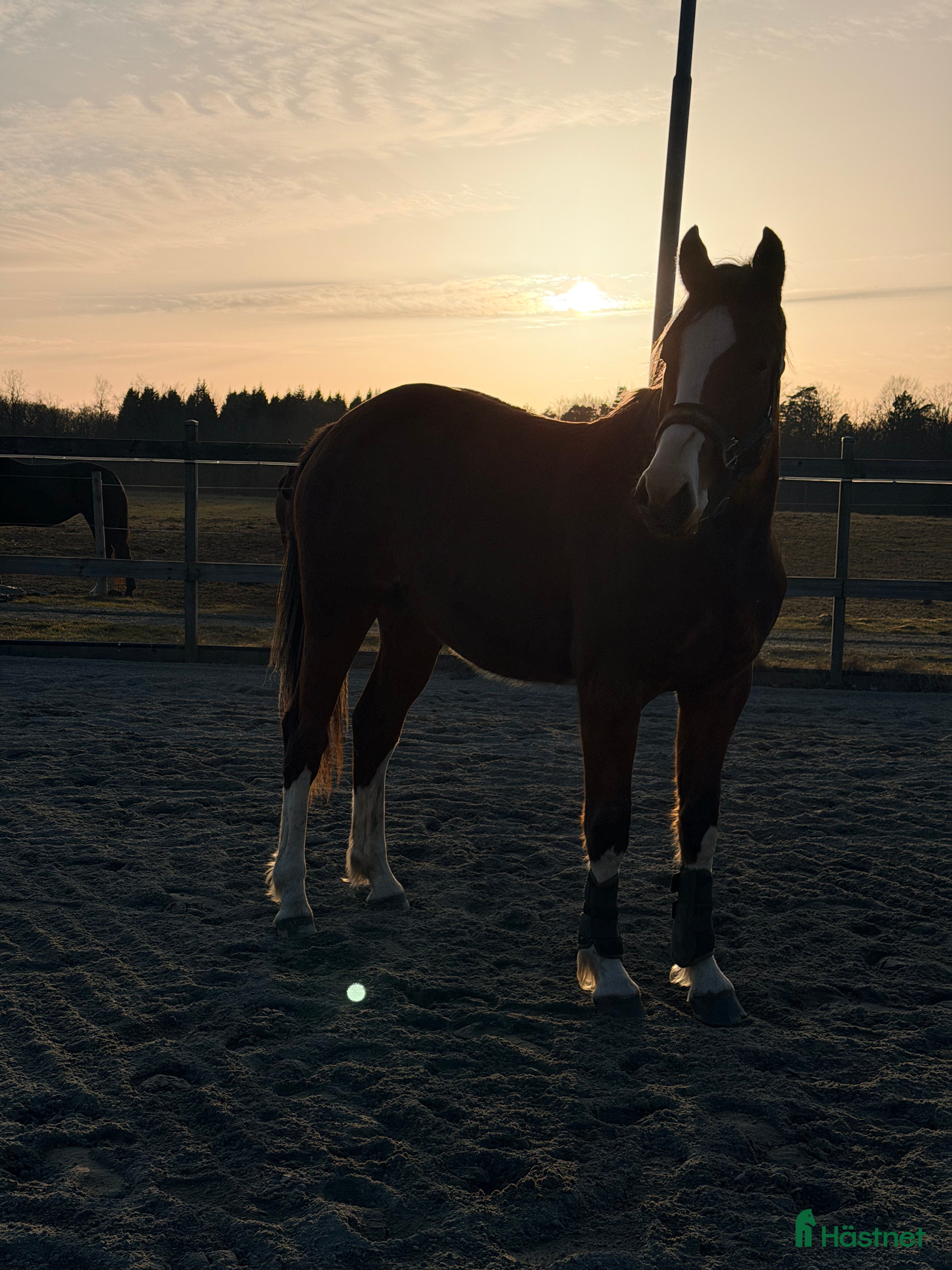  hästar Fantastiskt sto -24  - Annons 3