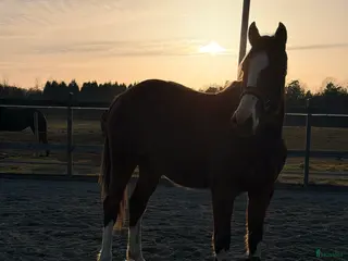 hästar Fantastiskt sto -24 - Annons 3