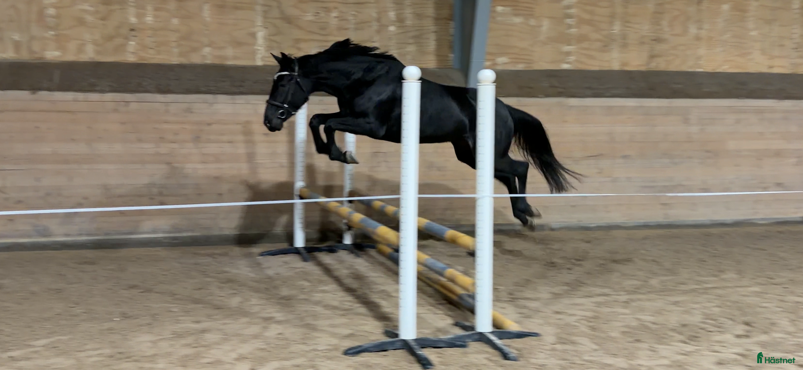  medryttarhäst sökes: Medryttare sökes till känslig ung häst - Annons 9