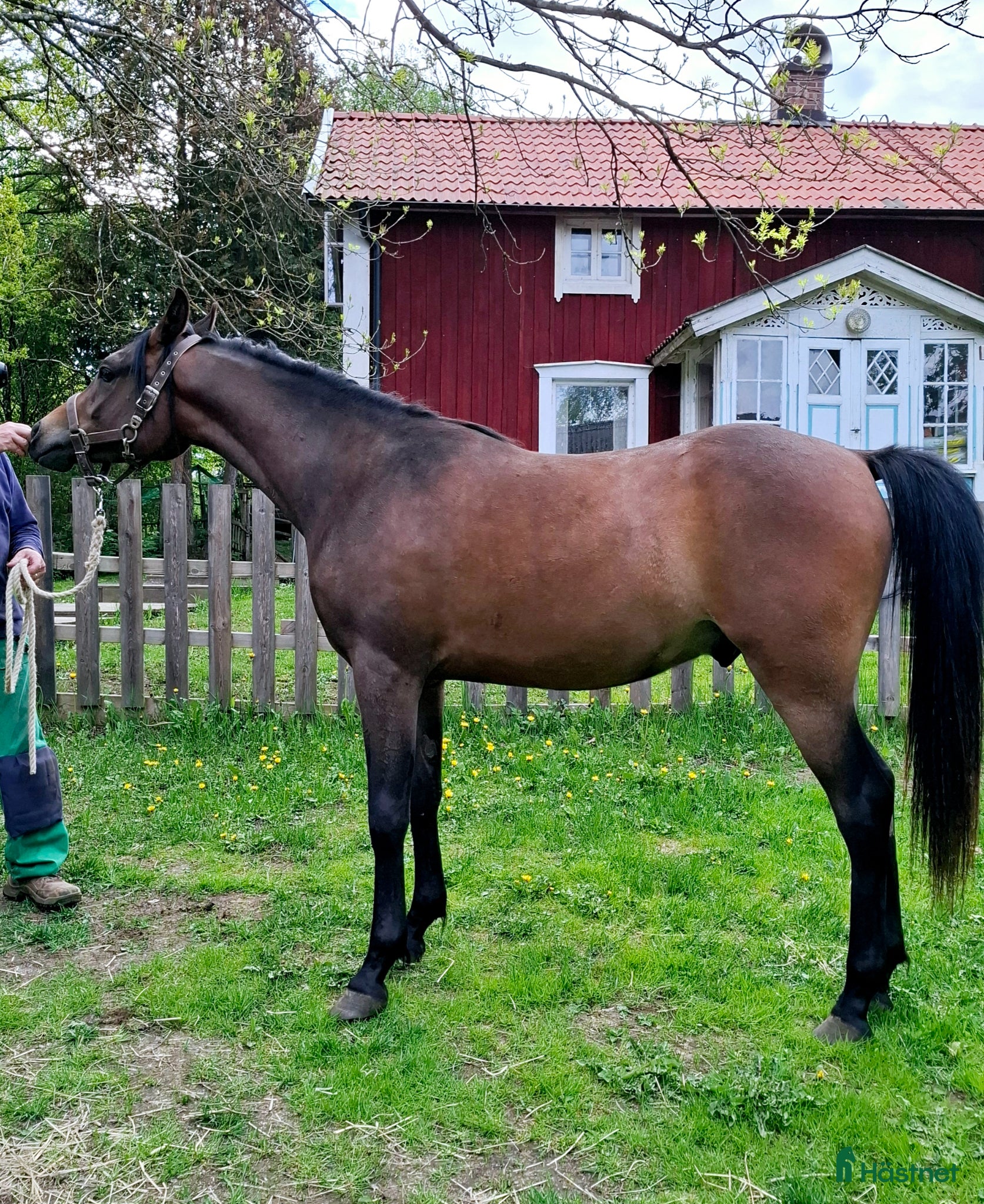  hästar KE Suave är till salu - Annons 11