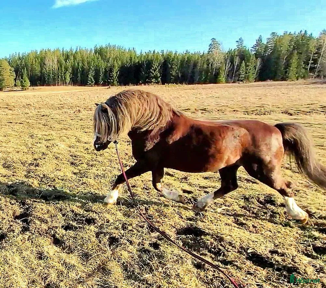 Allround hästar till salu: Welsh mountain sto - Annons 9