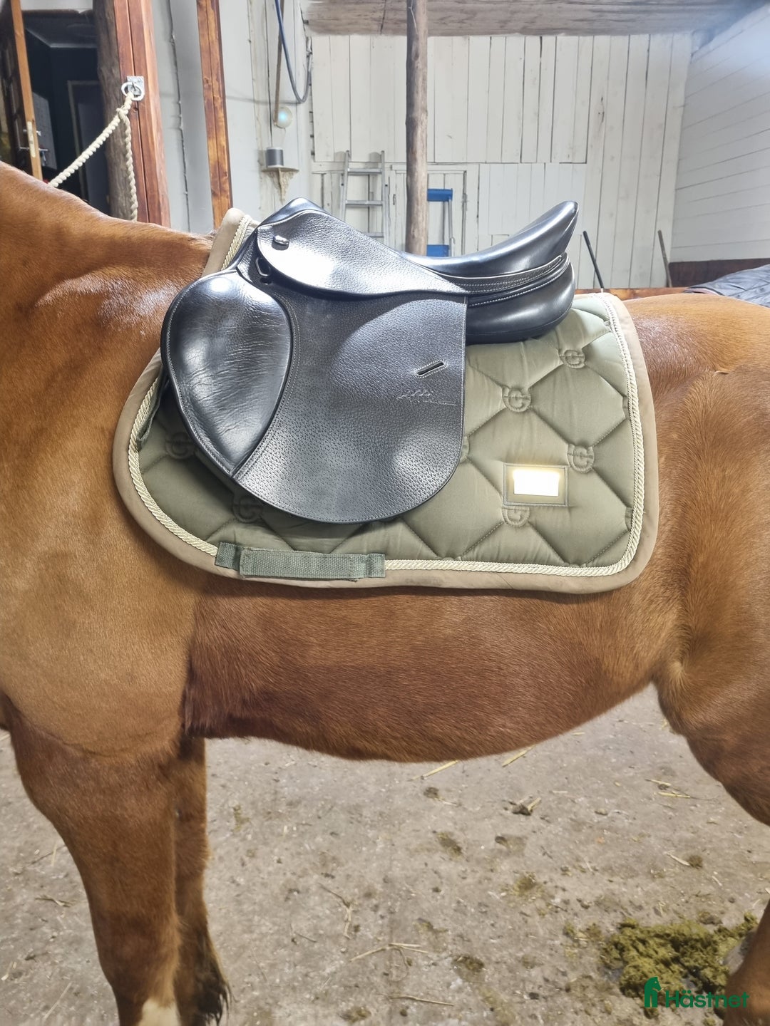 Schabrak & Vojlockar hästutrustning till salu: Säljer Es i Viskafors - Annons 3