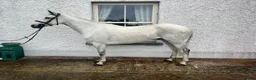 Hoppning hästar till salu: Attyrory Horses - Annons 36