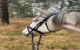 Dressyr hästar till salu: SNÄLLT PRE STO TILL SALU.  i Gärds Köpinge - Bild 4