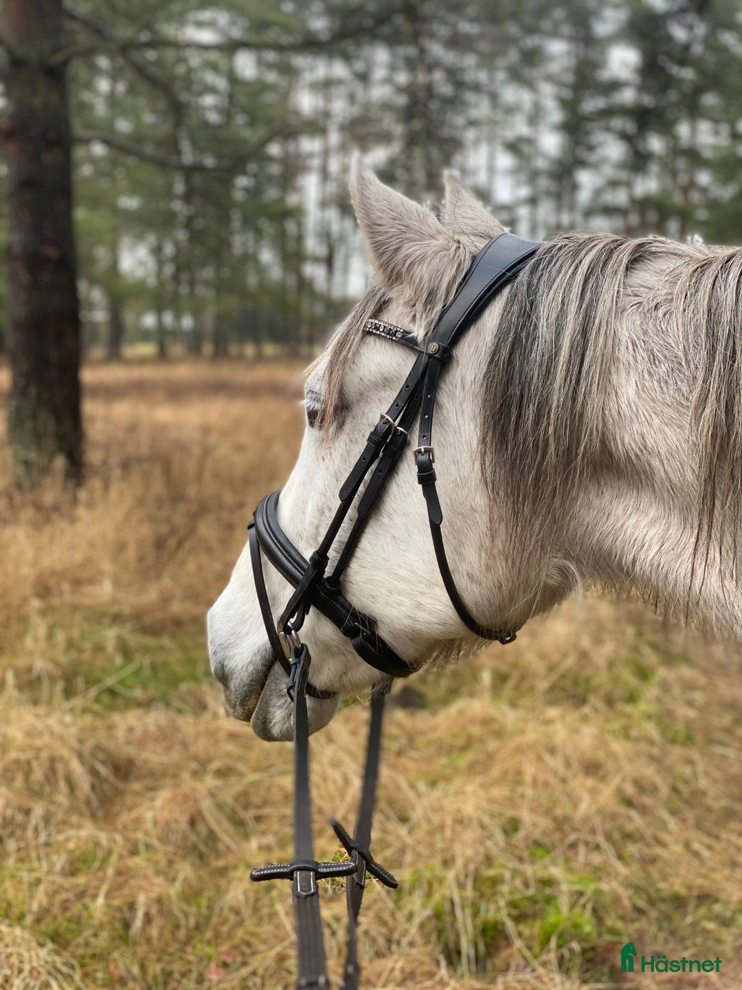 Dressyr hästar till salu: SNÄLLT PRE STO TILL SALU.  i Gärds Köpinge - Bild 4