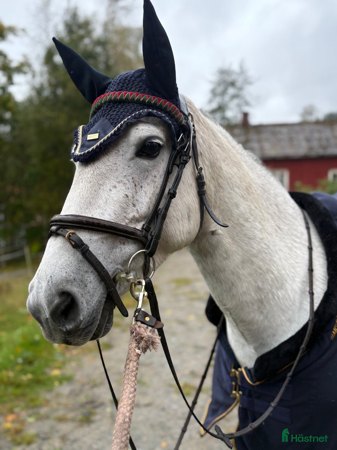 Hoppning hästar till salu: Kapabel D-ponny, kan ses på Grevagården v42! i Trollhättan - Annons 2