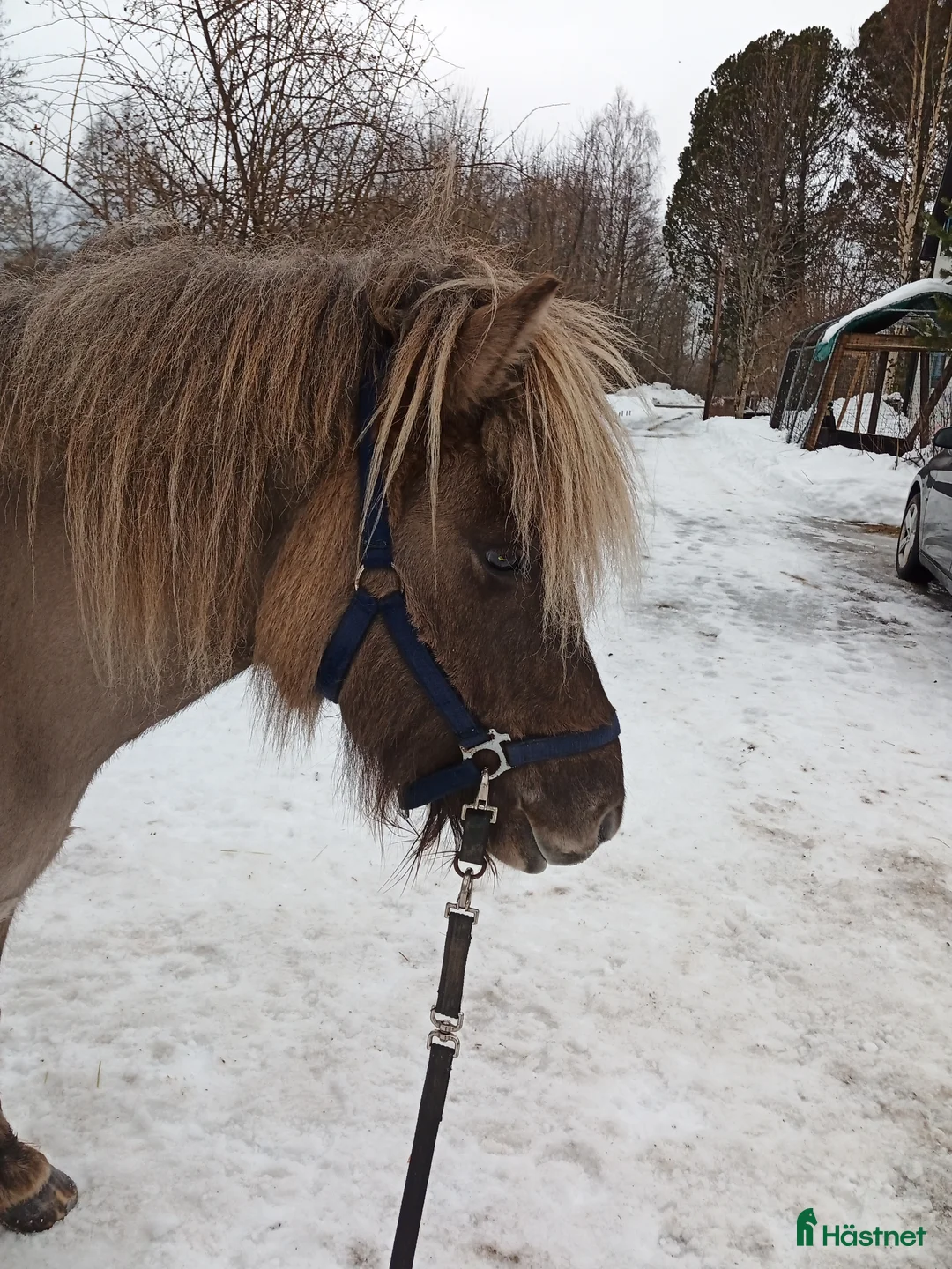 Island hästar till salu: Arbetsvilligt sto med fina gångarter, fler bilder. - Annons 5