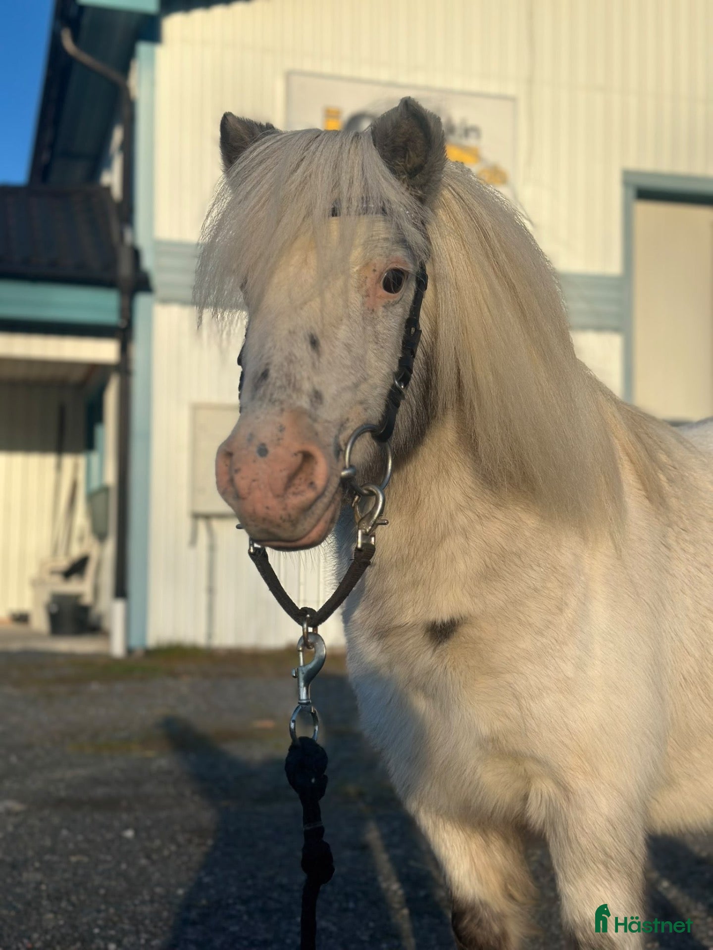  hästar Världens snällaste ponny - Annons 2