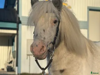 hästar Världens snällaste ponny - Annons 2