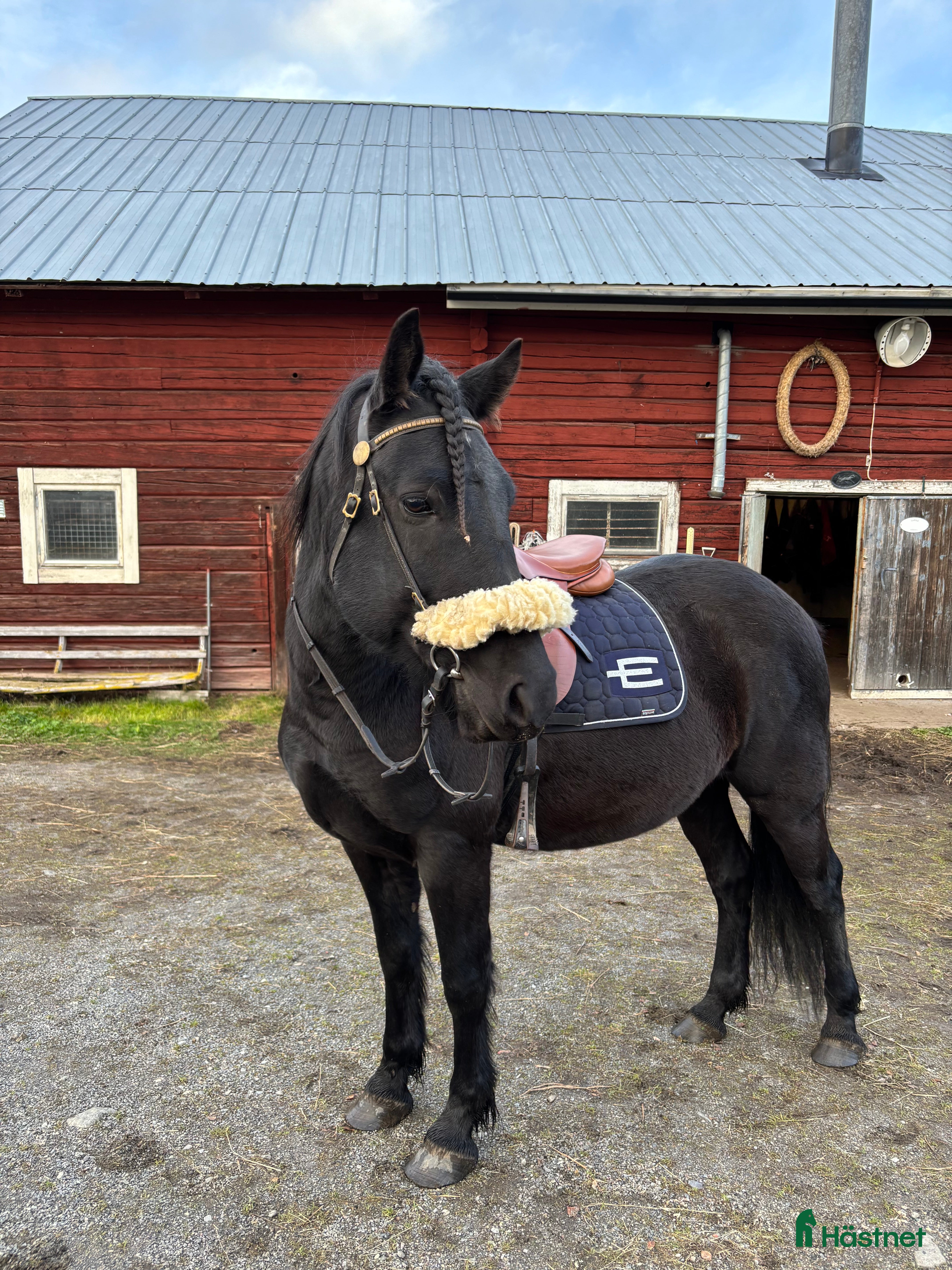  hästar Snäll 8-årig D-ponnyvalack  - Annons 2
