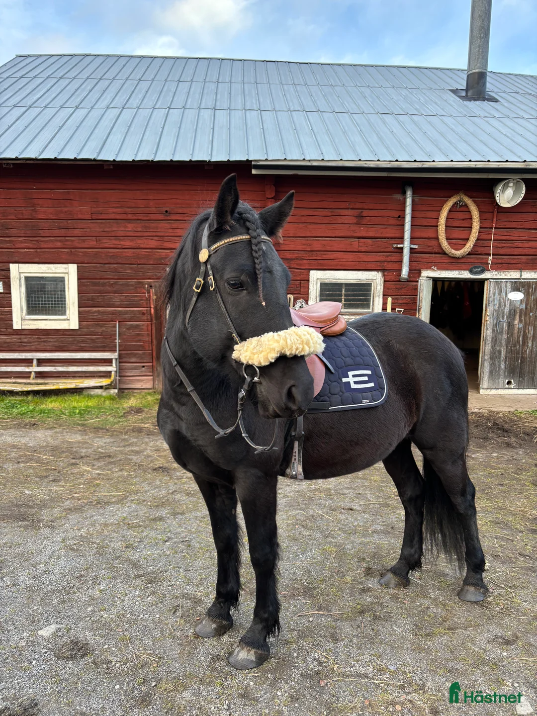 Allround hästar till salu: Snäll 8-årig D-ponnyvalack  - Annons 2