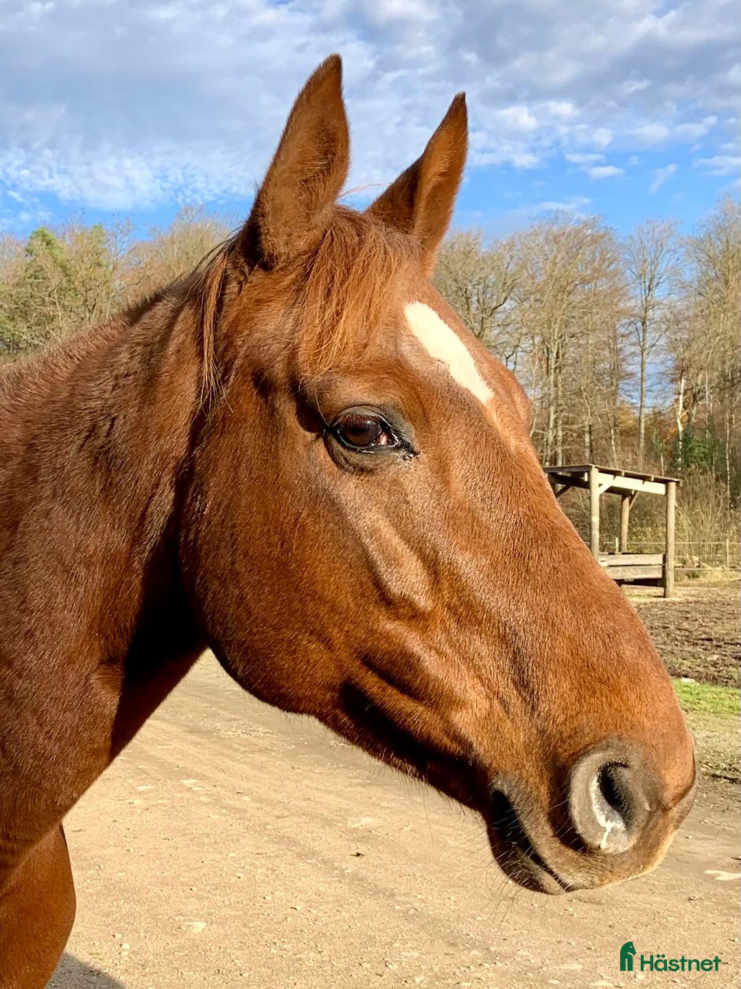 Allround hästar till salu: Stor häst i litet format  i Ljungbyhed - Annons 5