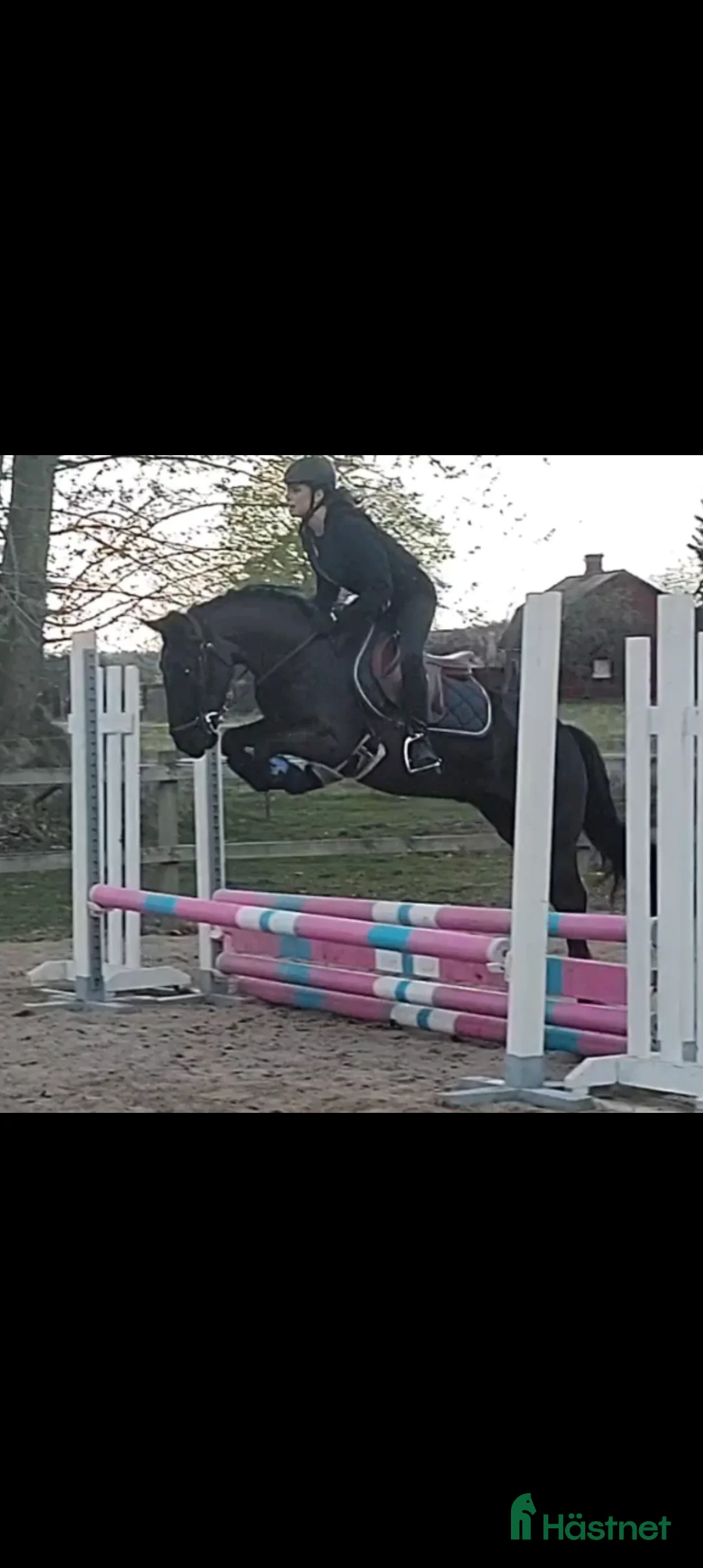 Allround hästar till salu: wonderful magic fellponny säljes - Annons 1