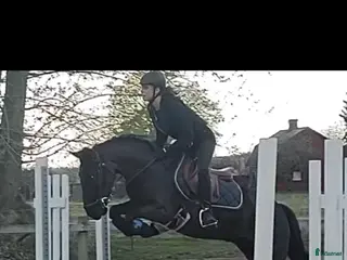 hästar wonderful magic fellponny säljes - Annons 14