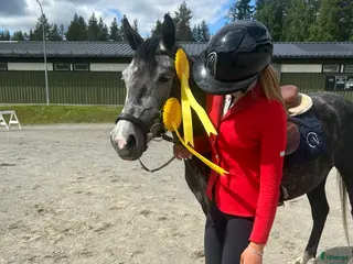 hästar Framtida stjärna - Annons 9