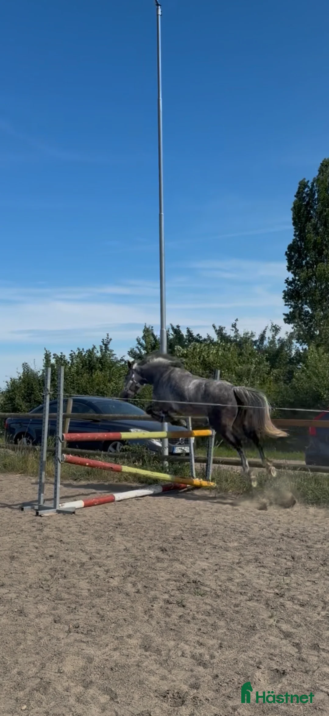 Hoppning hästar till salu: Lovande ungponny - Annons 2