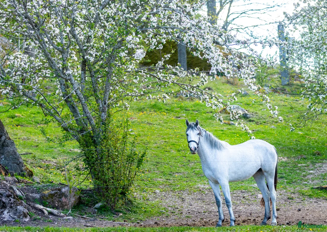 Allround hästar sökes: Trygg ponny som gillar omväxling! Sökes - Annons 2