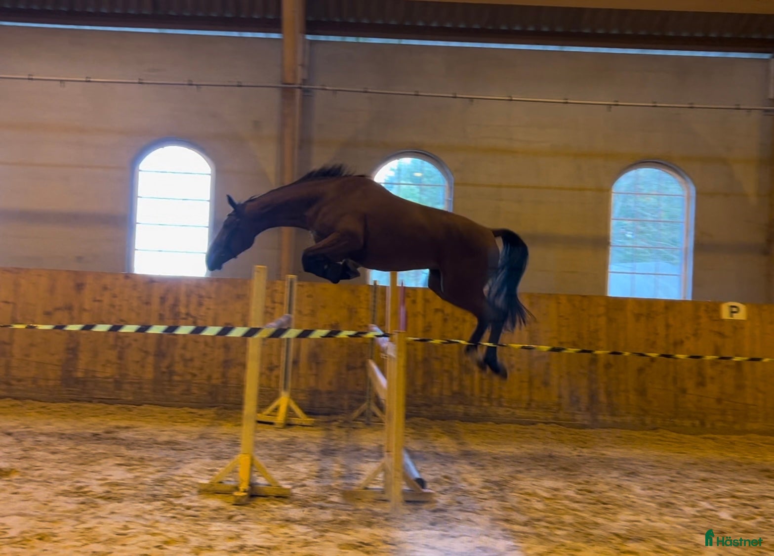  hästar 3st Halvblod.  - Annons 18